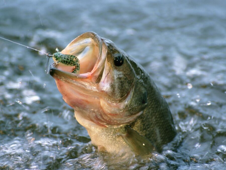 Best Bait for Fish: Full Guide
