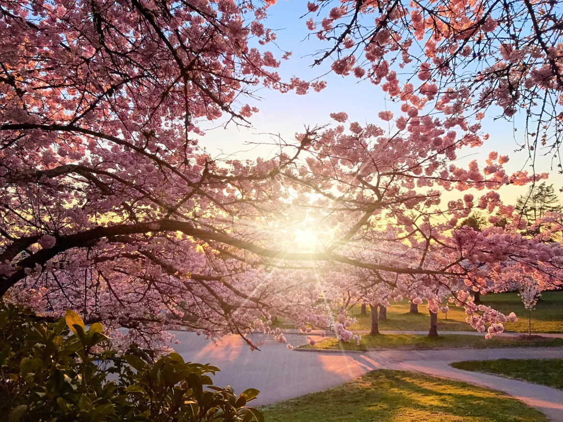 The Best Urban Hikes to Find Cherry Blossoms in Vancouver