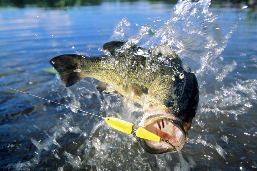 Fishing in the Ocean